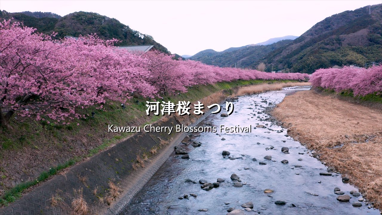 河津桜まつり(4K)